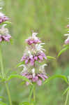 Lemon beebalm